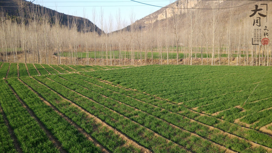 大同文化修学基地 大同文化修学基地