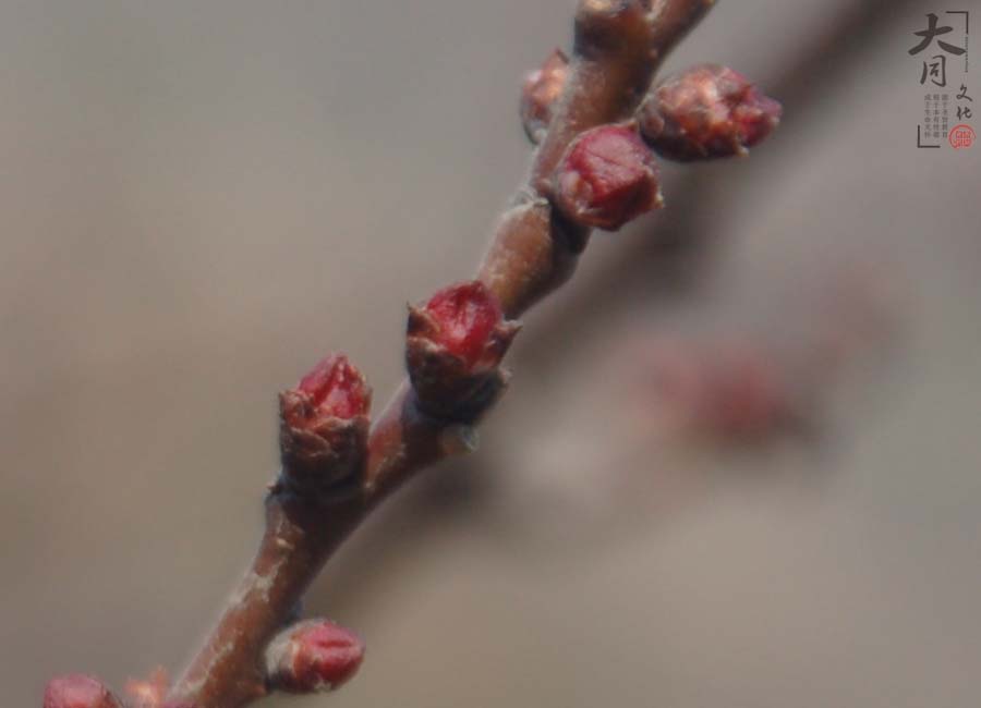 大同文化修学基地 大同文化修学基地